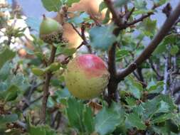 Image of California Gall Wasp