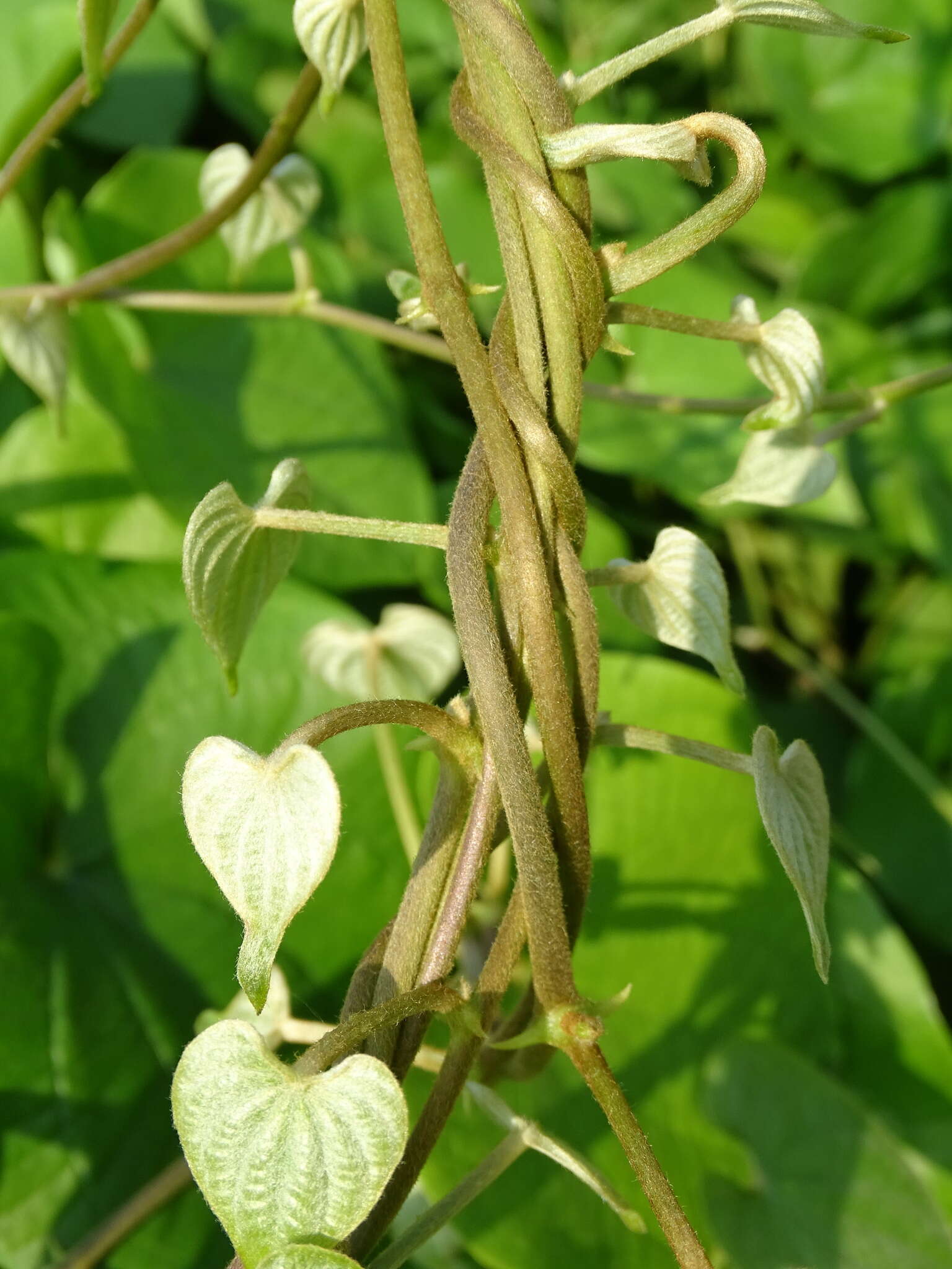 Dioscorea esculenta (Lour.) Burkill resmi