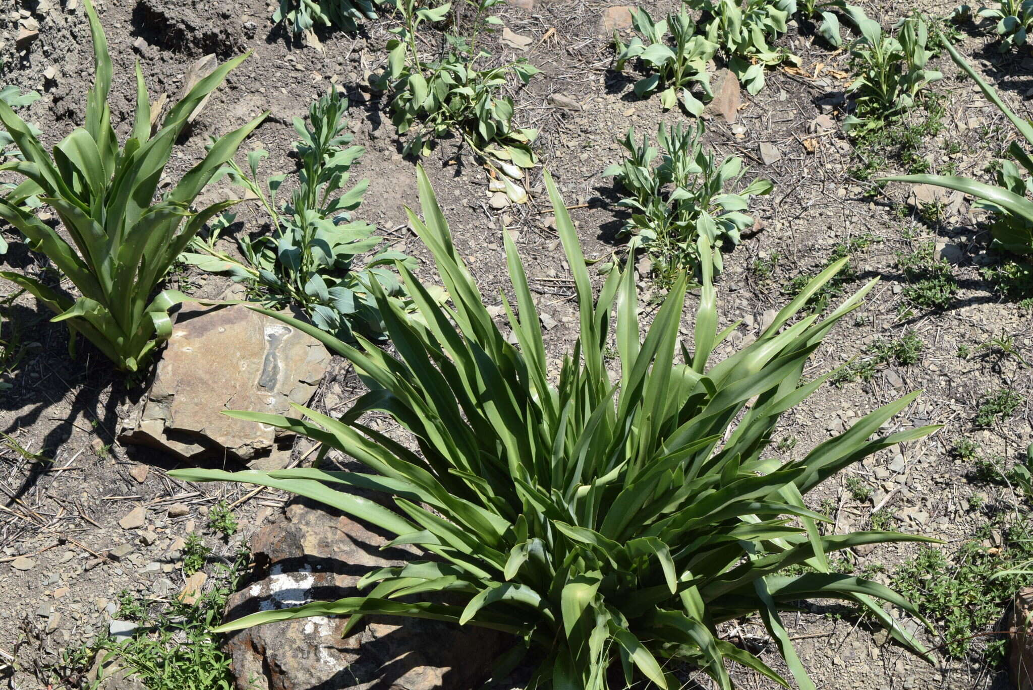 Image of Chlorophytum bowkeri Baker