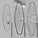 Planothidium lanceolatum resmi