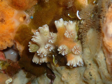 Image of Weymouth Carpet Coral