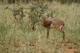 Image of Steenbok