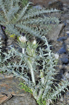 صورة Carduus carlinoides subsp. hispanicus (Kazmi) Franco