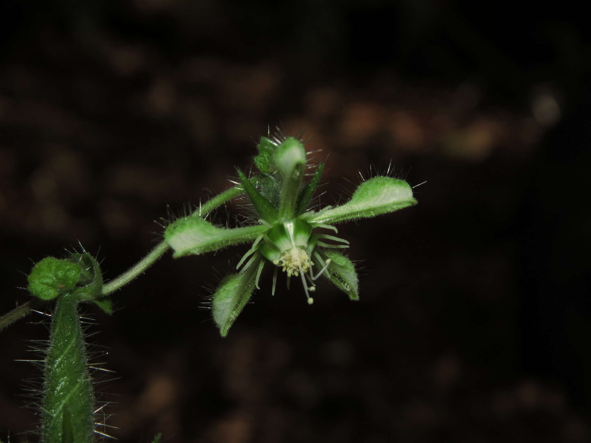 Image of Blumenbachia silvestris Poepp.