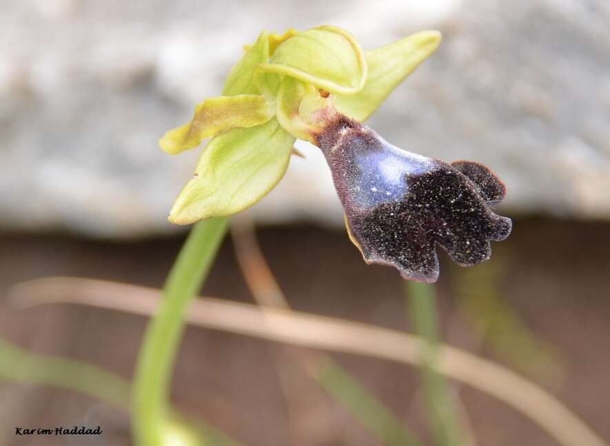 Image of Ophrys atlantica Munby