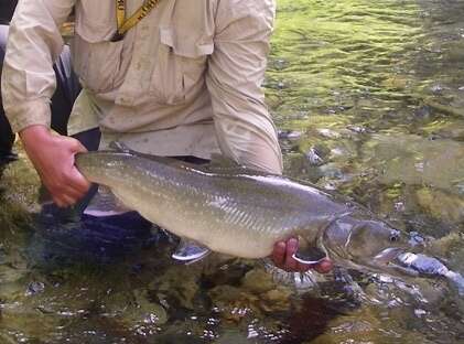 Image of Bull Trout