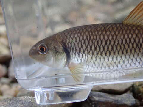 Image of Bluehead Chub