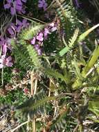 Image de Pedicularis parryi A. Gray