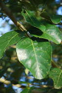 صورة Erythrina fusca Lour.