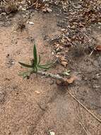 Image de Adenium obesum subsp. swazicum (Stapf) G. D. Rowley