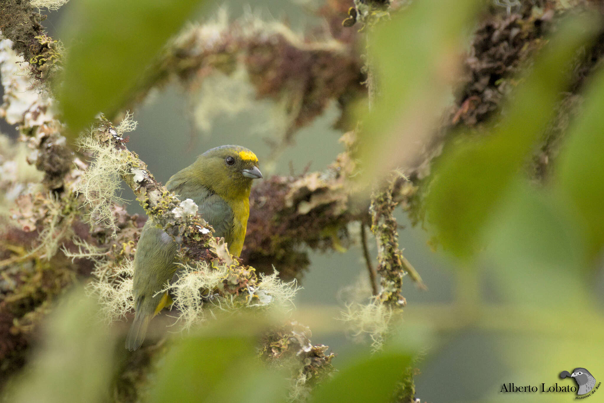 Image of Bronze-green Euphonia