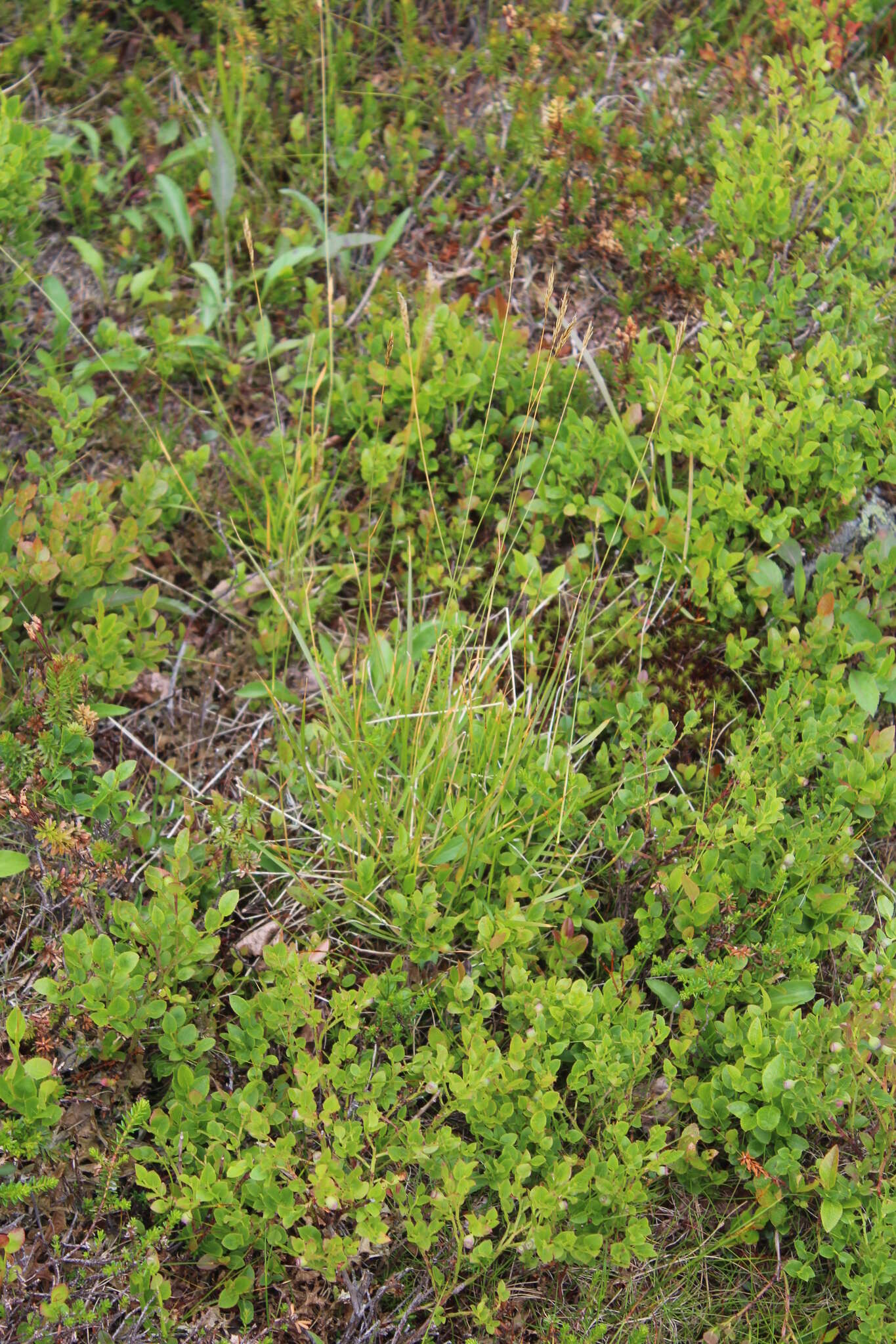 Image of Anthoxanthum odoratum subsp. alpinum Á. Löve 1945