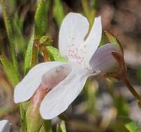 Image de Collinsia sparsiflora var. collina (Jepson) Newsom