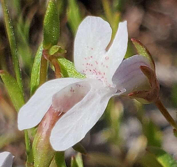 Image of spinster's blue eyed Mary