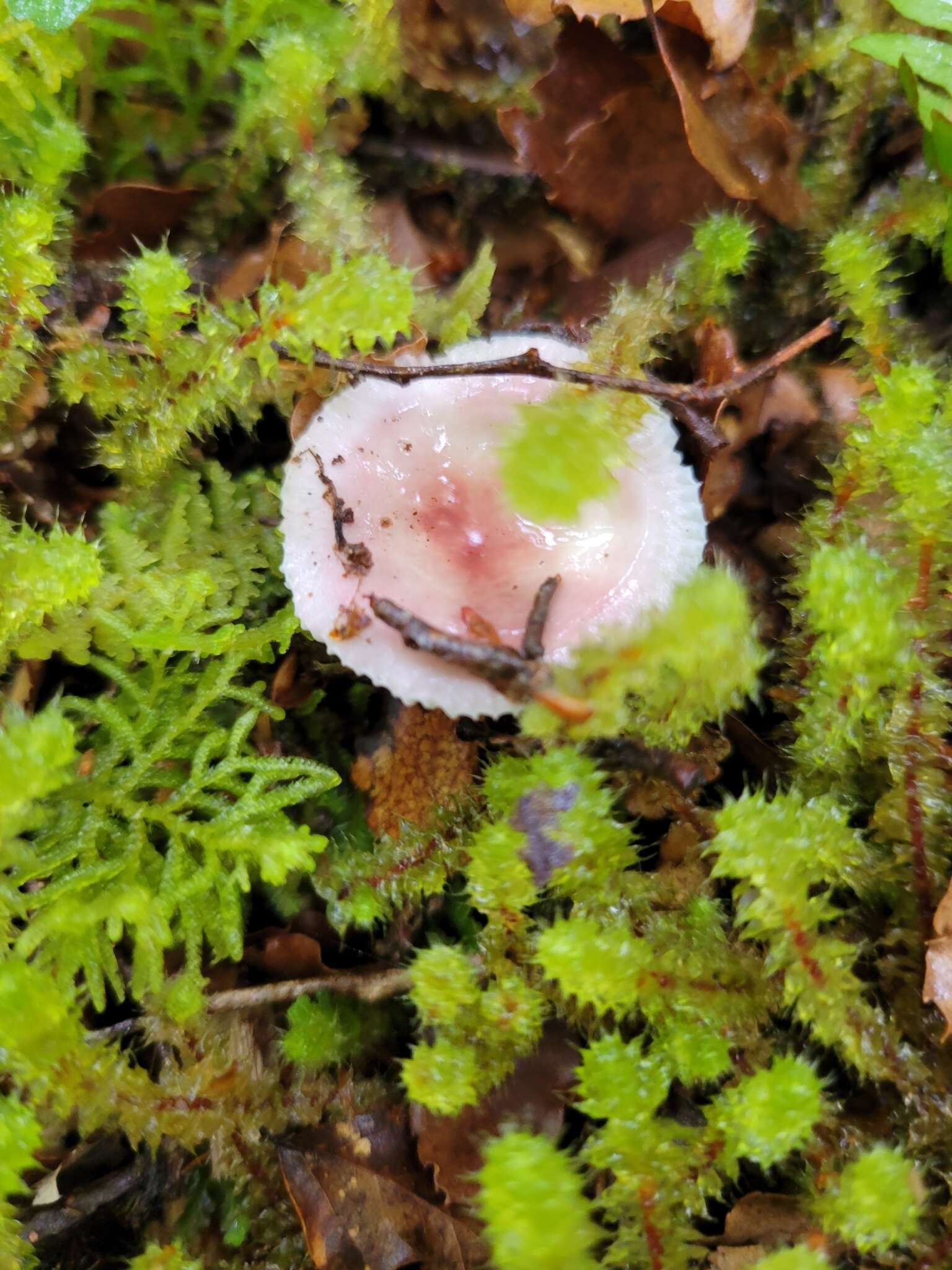 Image de Russula roseopileata McNabb 1973