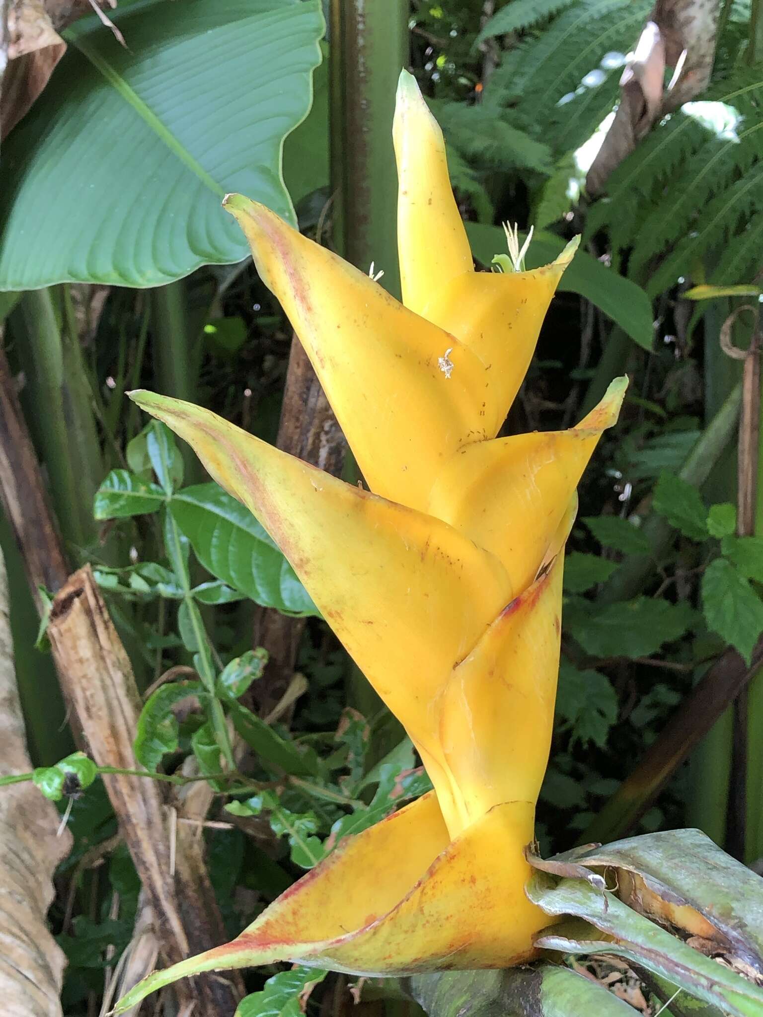 Image de Heliconia caribaea Lam.