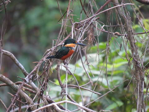 Image of American Pygmy Kingfisher