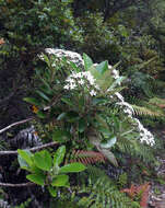 Imagem de Olearia townsonii Cheeseman