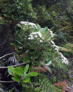 Olearia townsonii Cheeseman resmi