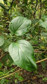 Image of Marsdenia volubilis (L. fil.) Cooke