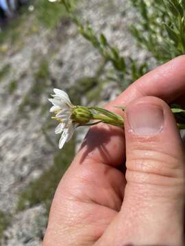 Image of Olympic Mountain aster