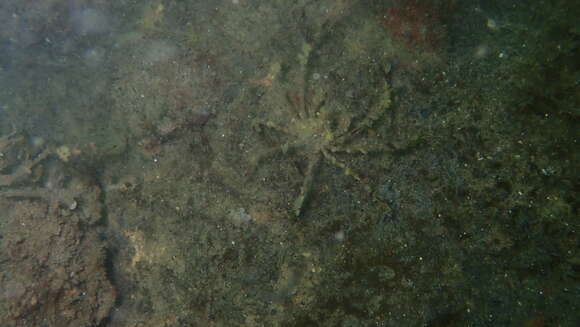 Image of long legged spider crab