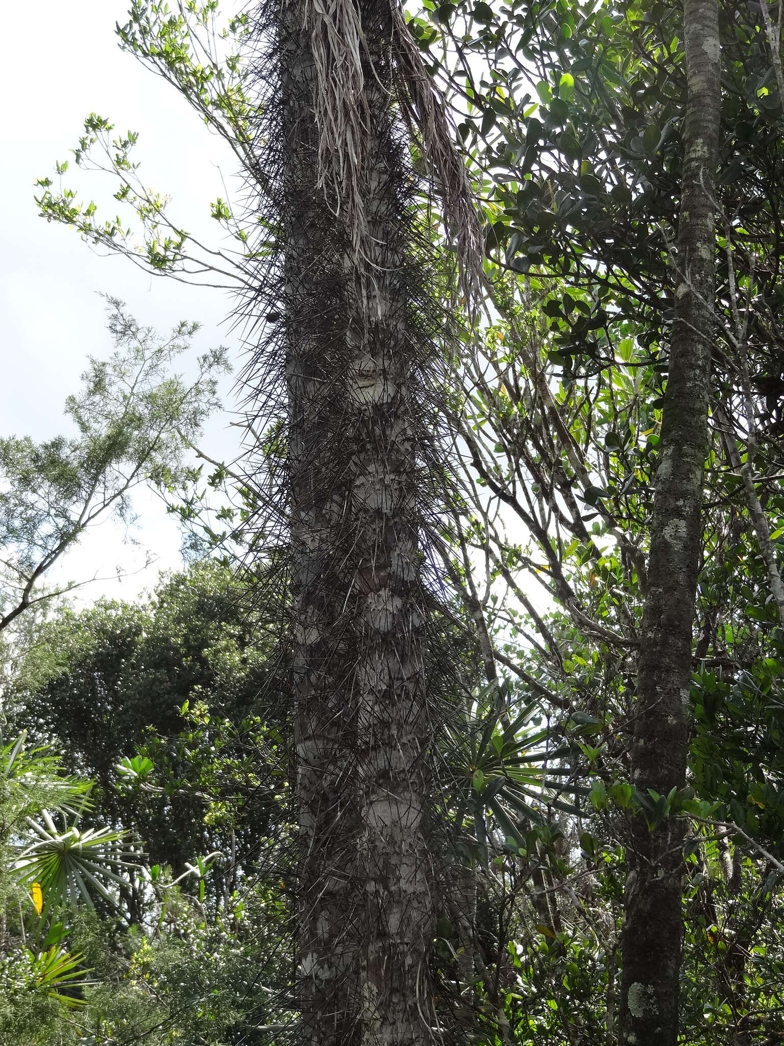 Image of Bactris cubensis Burret