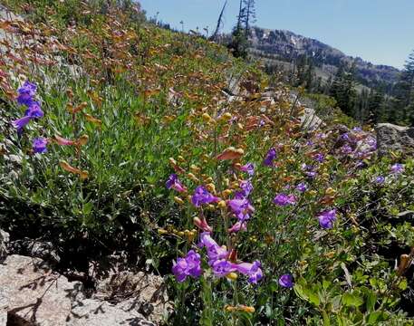 Image of azure penstemon