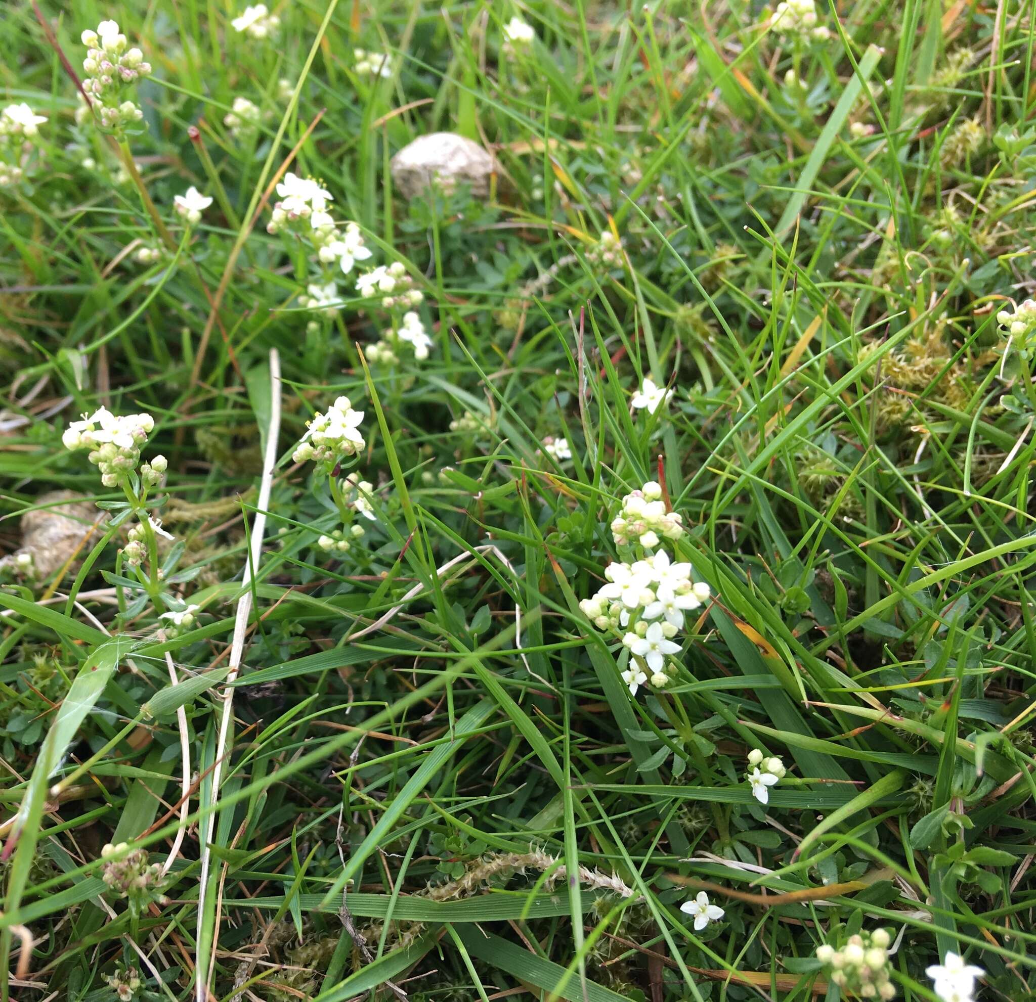 Plancia ëd Galium saxatile L.