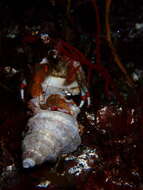 Image of Bering hermit crab