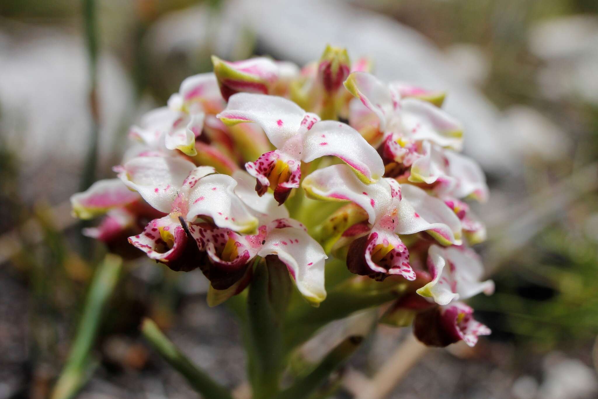 Image of Disa begleyi L. Bolus