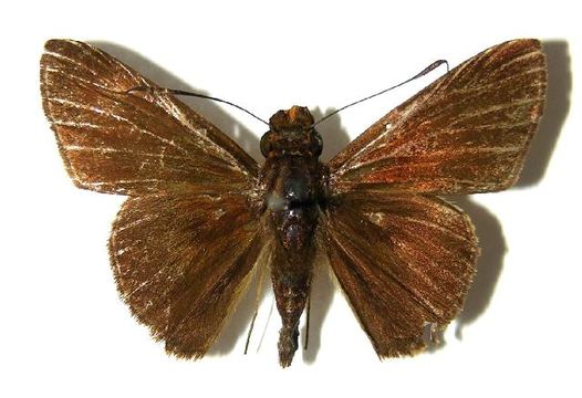 Image of <i>Vettius tertianus</i> Herrich-Schäffer 1869