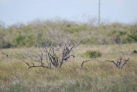 Image of Northern Aplomado Falcon