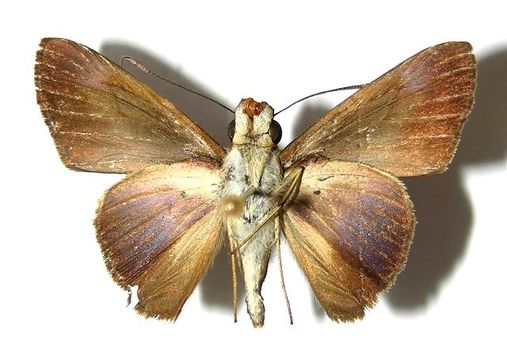 Image of <i>Vettius tertianus</i> Herrich-Schäffer 1869