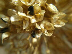 Image of broadleaf wild leek