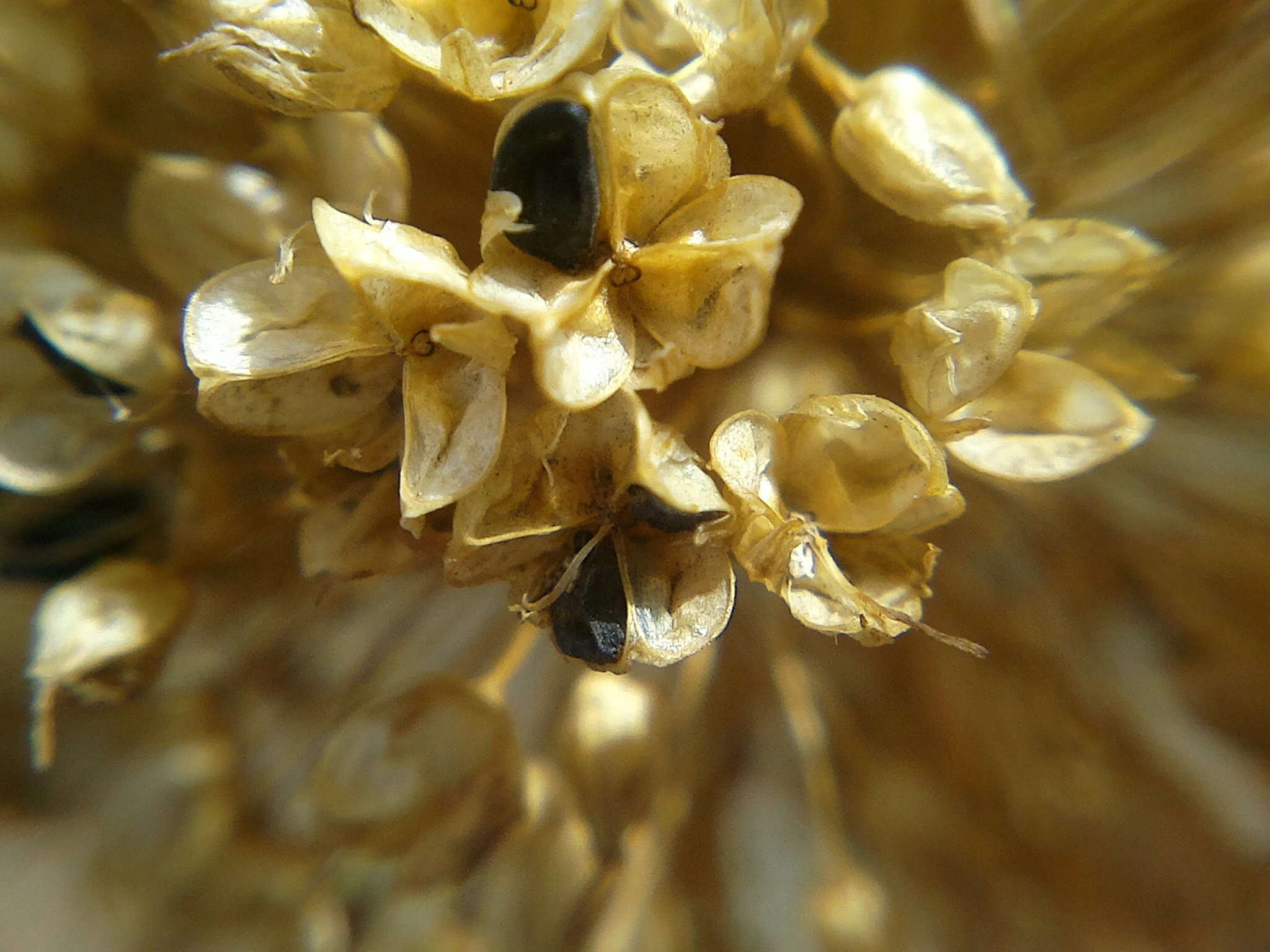 Image of broadleaf wild leek