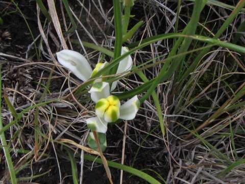 Image of Albuca humilis Baker