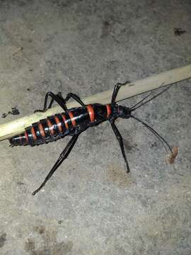 Image of Monticomorpha flavolimbata (Redtenbacher 1906)