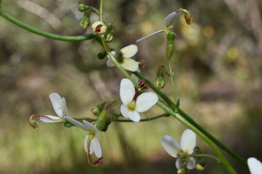 Image of Stylidium hispidum Lindley