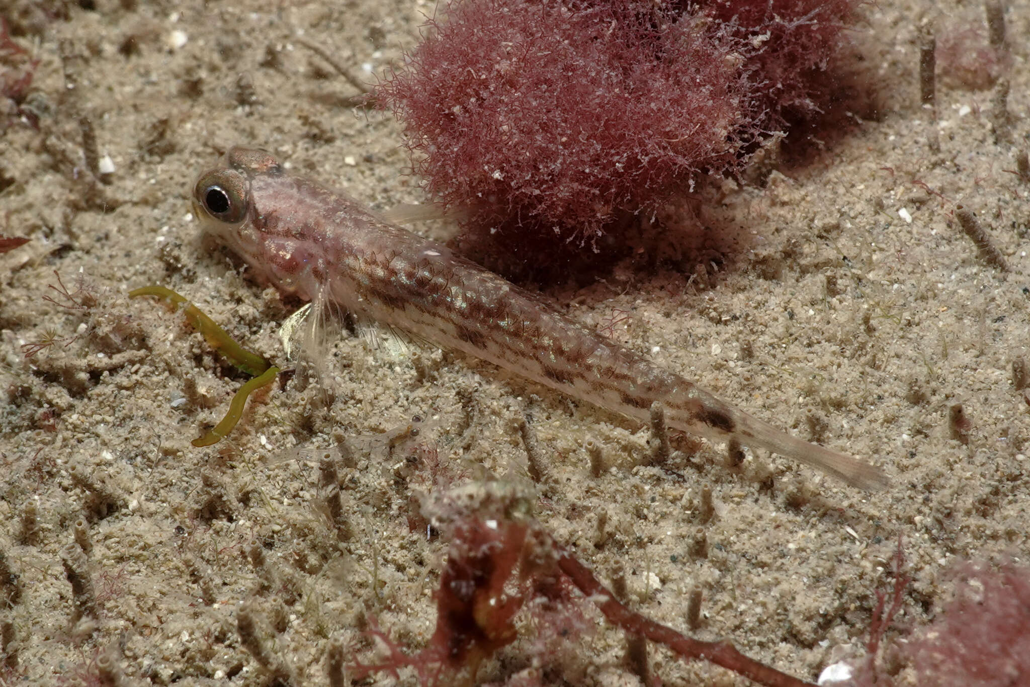 Image of Striped sandgoby