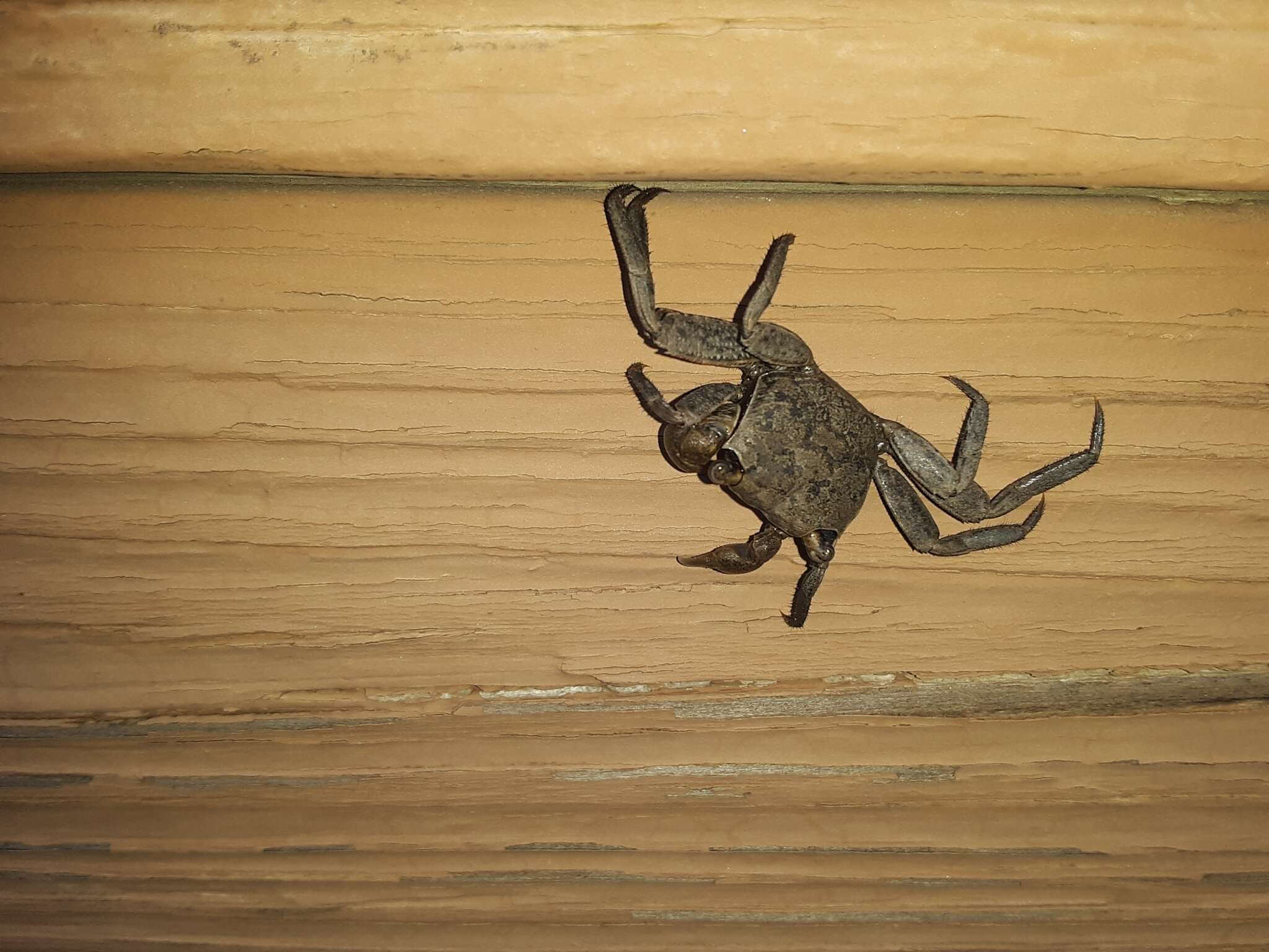 Image of Squareback Marsh Crab