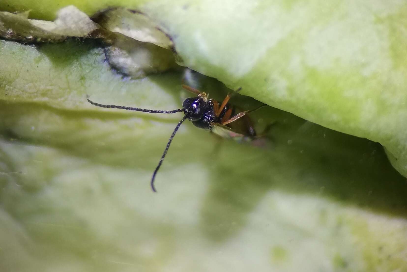 Image of Parasitoid wasp