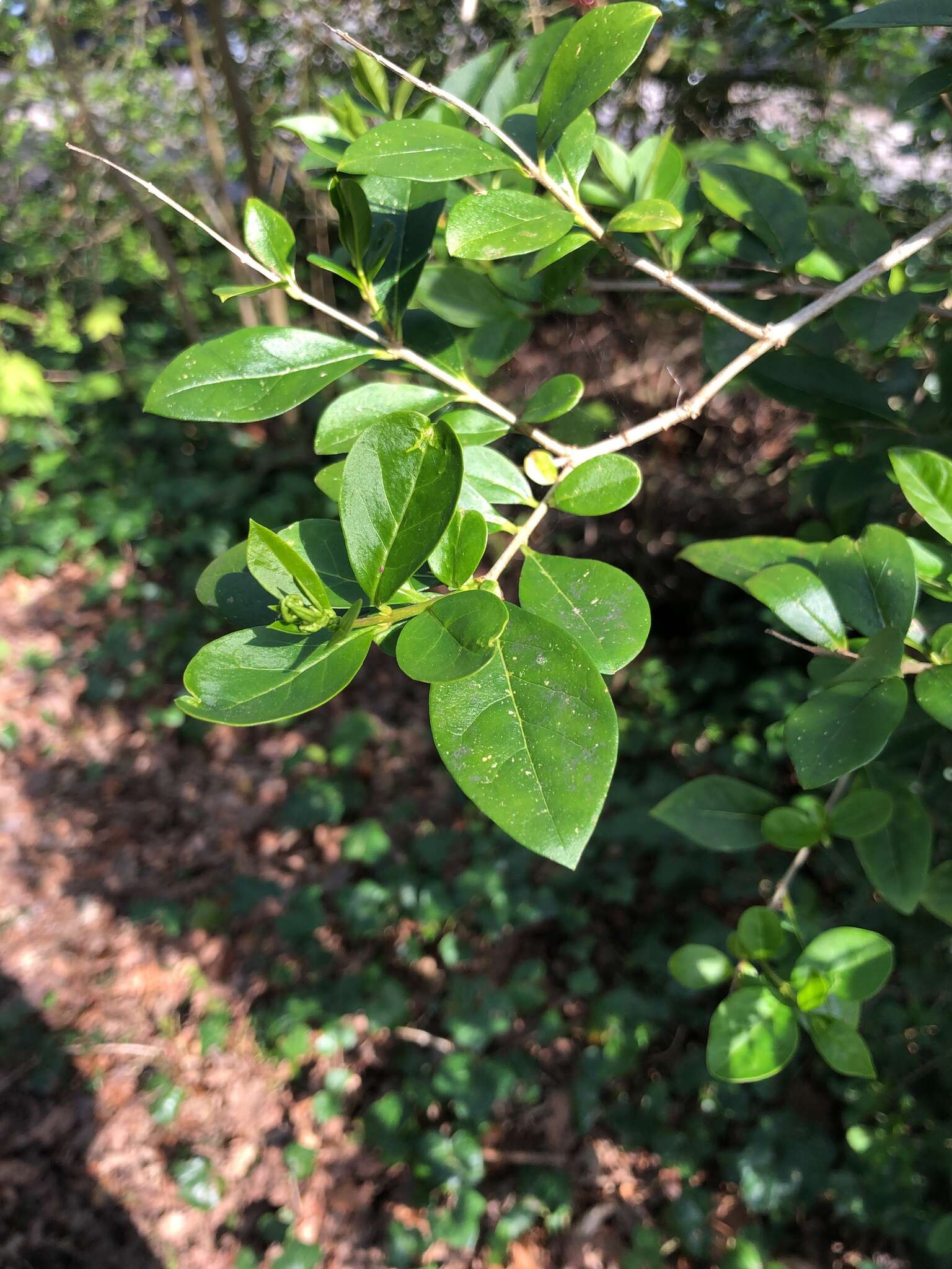 Image of California privet