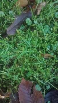 Image of square goose neck moss