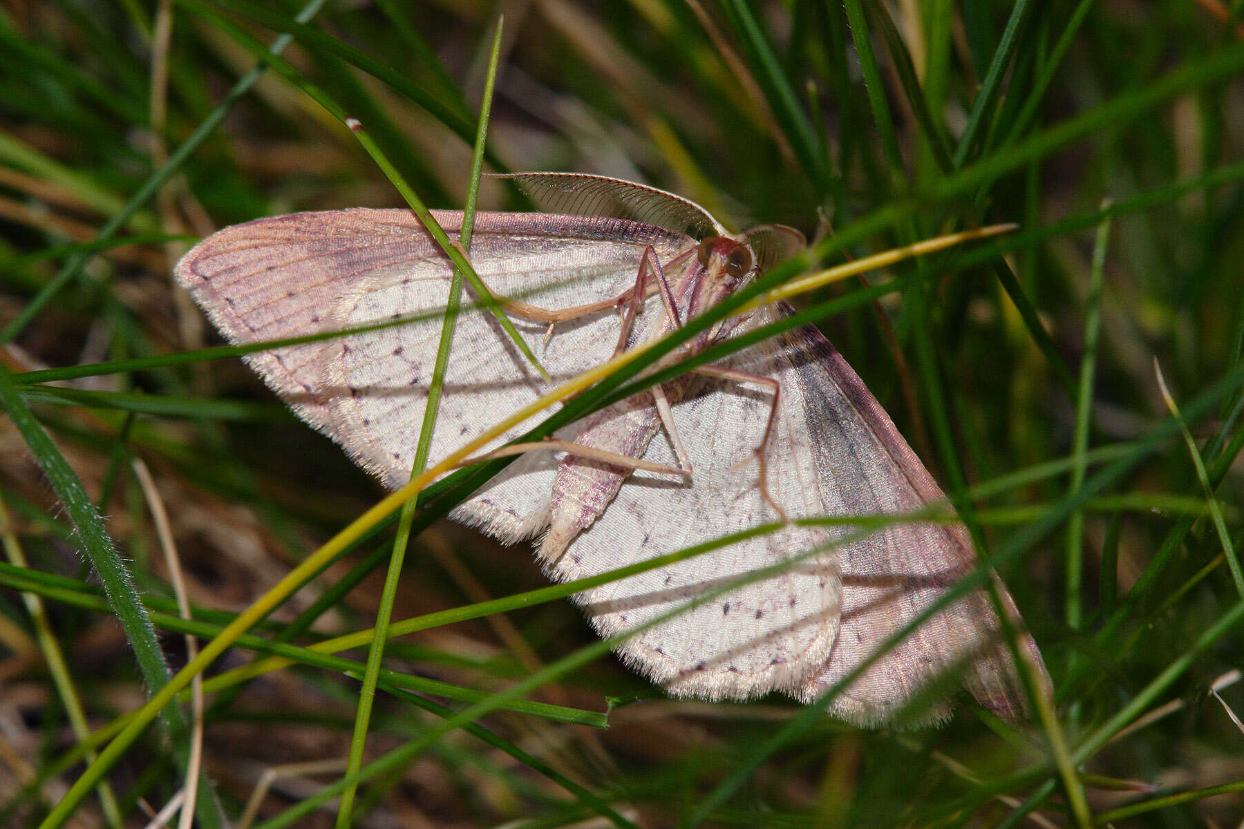 Cyclophora maderensis Bethune-Baker 1891 resmi