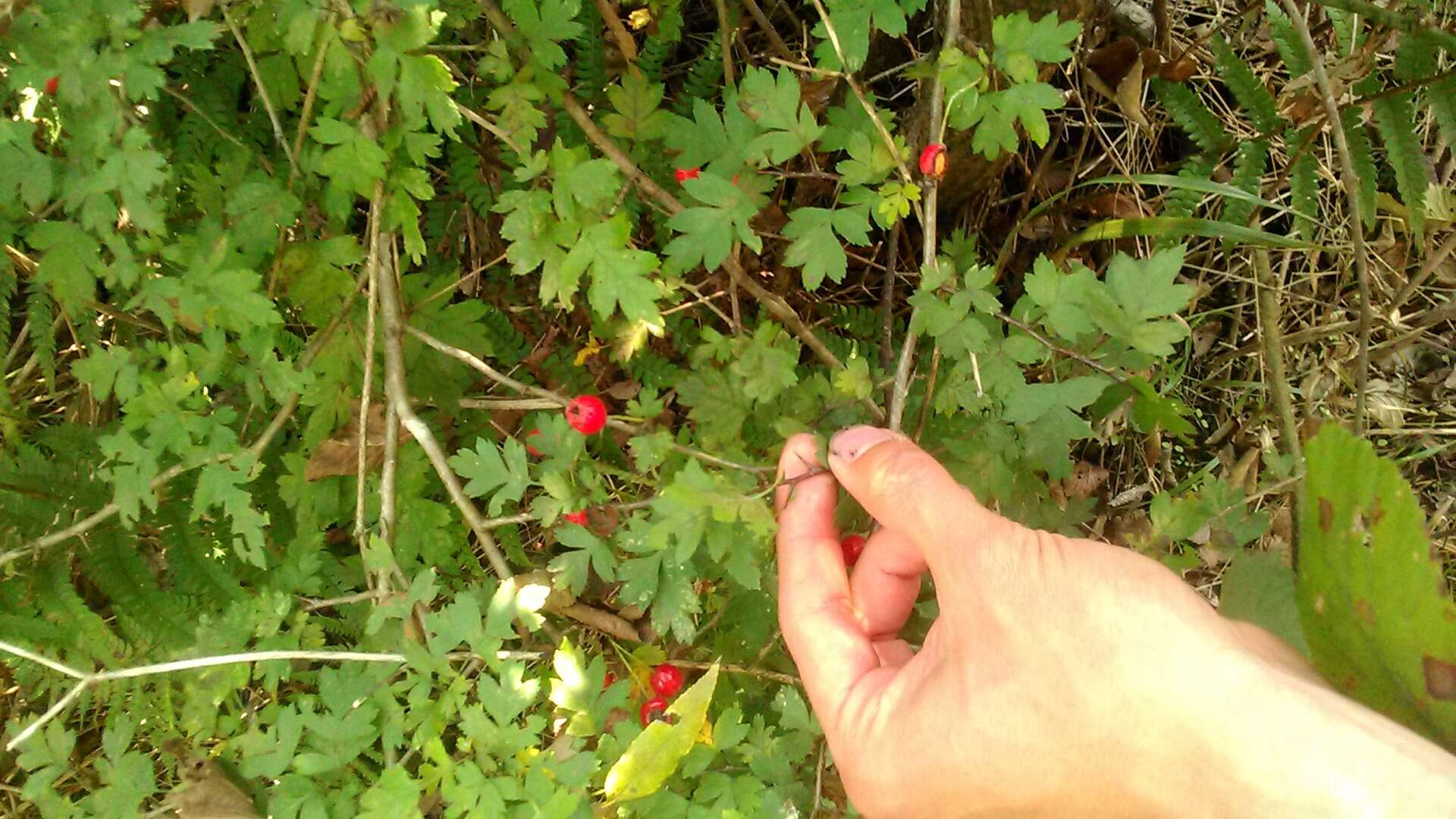 Image of Crataegus microphylla C. Koch