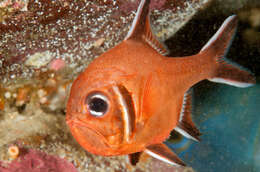Image of Trachichthys