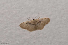 صورة Idaea intermedia Staudinger 1879