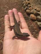 Cordylus jonesii (Boulenger 1891) resmi