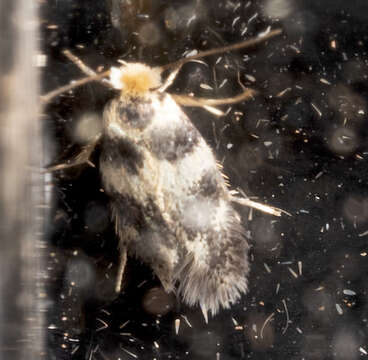 Image of Leafminer